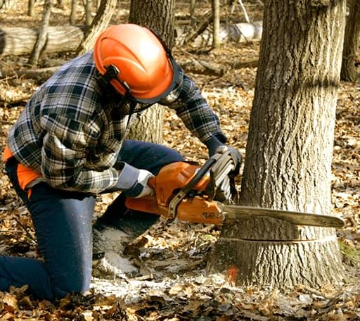 Tree Removal in Long Bottom, OH